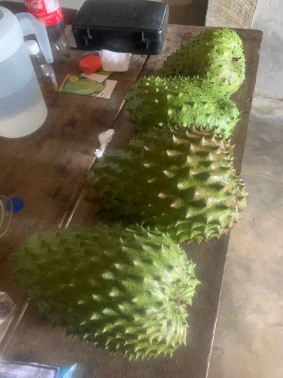 Soursops harvest straight from the farm