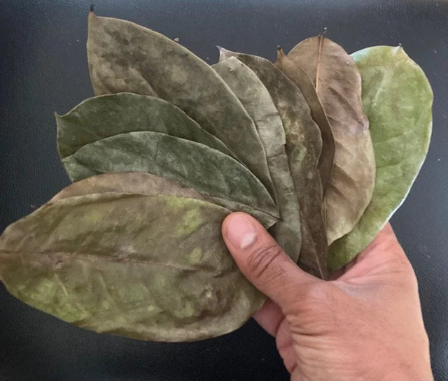 Experience of pleasures of dried Soursop Leaves from Swift Soursop