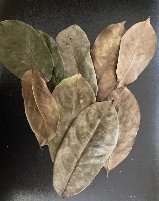 Try our best selling dried Soursop Leaves from Swift Soursop