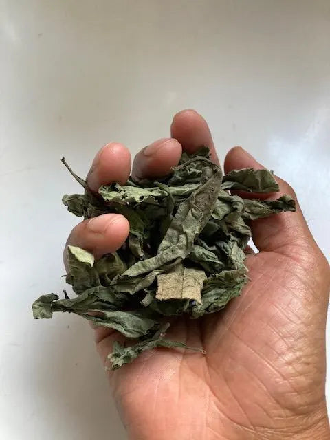 Experience the wonders of the tropics with our Black sage leaves from Swift Soursop