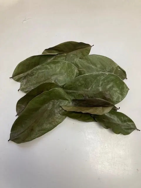 Experience the wonders of the tropics with our dried Soursop Leaves from Swift Soursop